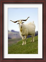 Framed Goat, Taieri, near Dunedin, South Island, New Zealand