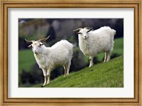 Framed Pair of Goats, Taieri, South Island, New Zealand