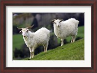 Framed Pair of Goats, Taieri, South Island, New Zealand