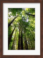 Framed Redwood Forest, Rotorua, New Zealand