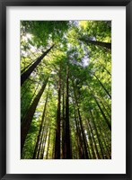 Framed Redwood Forest, Rotorua, New Zealand
