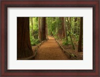 Framed Path through Redwood Forest, Rotorua, New Zealand