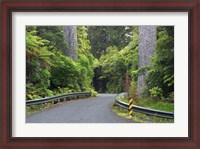 Framed Road between Kauri Trees, Waipoua Kauri Forest, Northland, New Zealand