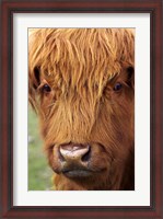 Framed Scottish Cow, Deer Park Heights, Queenstown, South island, New Zealand