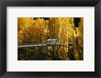 Framed Autumn Colors, Victoria Bridge, Kawarau Gorge, South Island, New Zealand