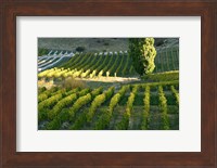 Framed Felton Road Vineyard, Bannockburn, Central Otago, South Island, New Zealand