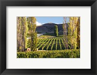 Framed Felton Road Vineyard, Bannockburn, South Island, New Zealand