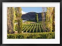 Framed Felton Road Vineyard, Bannockburn, South Island, New Zealand