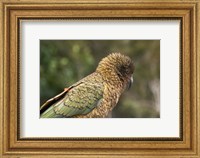 Framed Kea, New Zealand Alpine Parrot, South Island, New Zealand