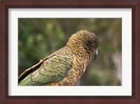 Framed Kea, New Zealand Alpine Parrot, South Island, New Zealand