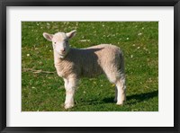 Framed New Lamb, South Island, New Zealand