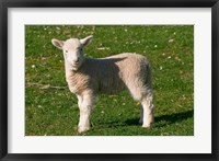 Framed New Lamb, South Island, New Zealand