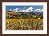 Framed Vineyard and Pisa Range, Cromwell, Central Otago, South Island, New Zealand