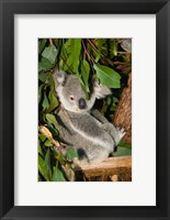 Framed Australia, Brisbane, Fig Tree Pocket, Koala Bears