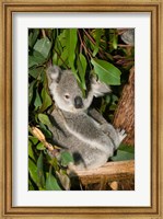 Framed Australia, Brisbane, Fig Tree Pocket, Koala Bears