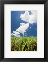 Framed Australia, Whitsunday, Pioneer Valley, Sugar Cane