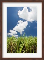 Framed Australia, Whitsunday, Pioneer Valley, Sugar Cane