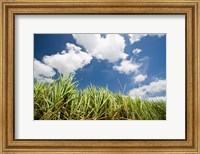 Framed Pioneer Valley-Sugar Cane Field, , Marian, Whitsunday Coast, Queensland