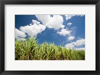 Framed Pioneer Valley-Sugar Cane Field, , Marian, Whitsunday Coast, Queensland