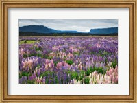 Framed Blooming Lupine Near Town of TeAnua, South Island, New Zealand