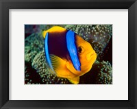 Framed Anemonefish, Great Barrier Reef, Australia