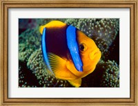 Framed Anemonefish, Great Barrier Reef, Australia