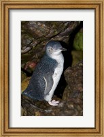 Framed Australia, Bass Strait, Little blue penguin