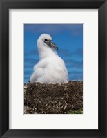 Framed Australia, Tasmania, Bass Strait Albatross chick