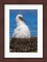 Framed Australia, Tasmania, Bass Strait Albatross chick