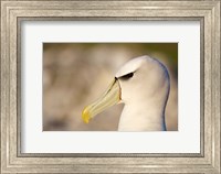 Framed Australia, Tasmania, Bass Strait, Albatross bird head
