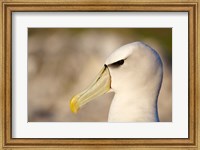 Framed Australia, Tasmania, Bass Strait, Albatross bird head