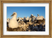 Framed Shy Albatross chick and colony, Bass Strait, Tasmania, Australia