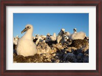 Framed Shy Albatross chick and colony, Bass Strait, Tasmania, Australia