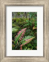 Framed Waipoua Forest, North Island, New Zealand