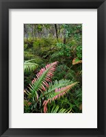 Framed Waipoua Forest, North Island, New Zealand