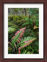 Framed Waipoua Forest, North Island, New Zealand
