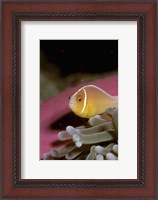 Framed Australia, Great Barrier Reef Anemonefish