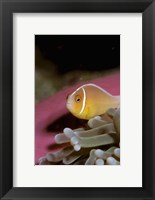 Framed Australia, Great Barrier Reef Anemonefish