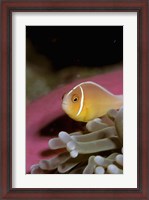 Framed Australia, Great Barrier Reef Anemonefish