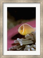 Framed Australia, Great Barrier Reef Anemonefish
