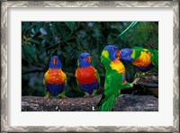 Framed Australia, East Coast,  Lorikeets birds in a row