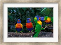 Framed Australia, East Coast,  Lorikeets birds in a row