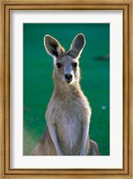 Framed Australia, Yamba Golf Course, Eastern Grey Kangaroo