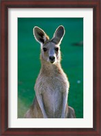 Framed Australia, Yamba Golf Course, Eastern Grey Kangaroo