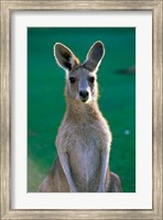 Framed Australia, Yamba Golf Course, Eastern Grey Kangaroo