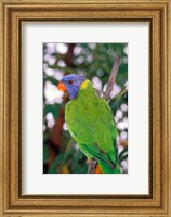 Framed Australia, East Coast Rainbow Lorikeets bird (back view)