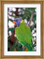 Framed Australia, East Coast Rainbow Lorikeets bird (back view)