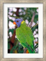 Framed Australia, East Coast Rainbow Lorikeets bird (back view)