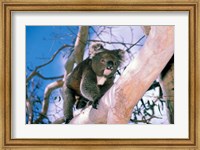Framed Australia, Kangaroo Isl, Koala bear, eucalypytus tree