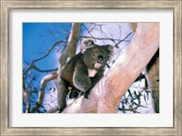Framed Australia, Kangaroo Isl, Koala bear, eucalypytus tree